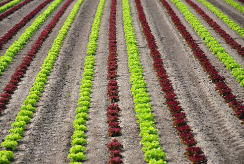 Yding Grønt kan fortsætte