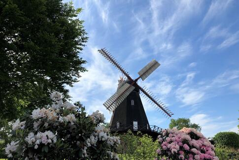 Mølledag på Uldum Mølle Museum fejres med dobbelt jubilæum