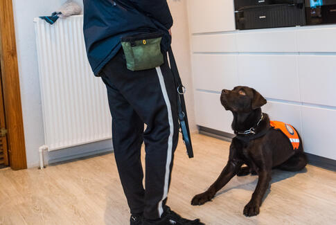 Servicehund, hvad er det?