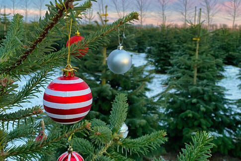 Sådan finder du det mest bæredygtige juletræ
