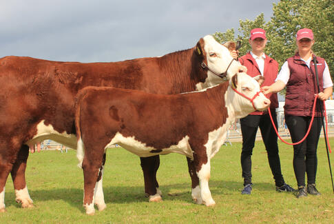 Hereford koen Rosenkær Nicole fra Assendrup blev Miss Europe