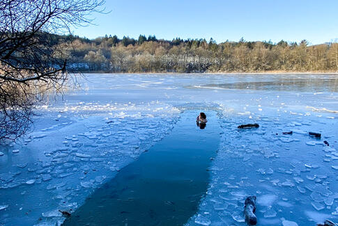 Vinter wellness uden beregning - Store Vinterbadedag i Nedenskov sø