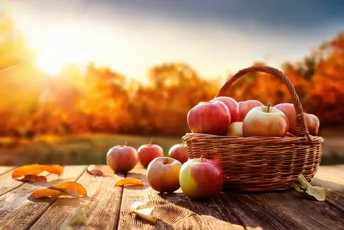 Æbler efterår solopgang