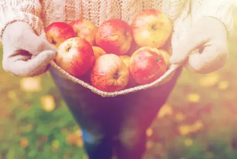 Æbler efterår kurv høst