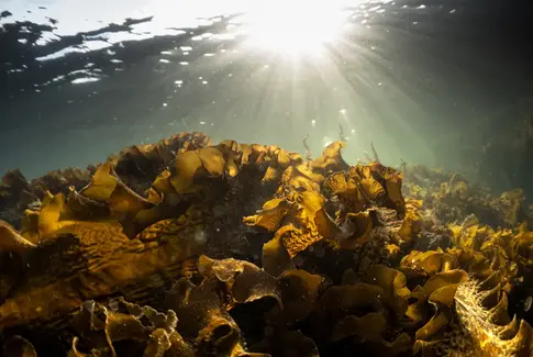 Sukkertang i Kattegat. Foto: Tim Dencker