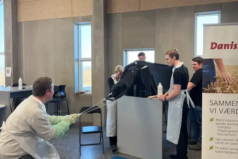 Ko kælver simulering