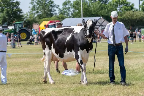 Horsens Dyrskue. En mand og en malkeko