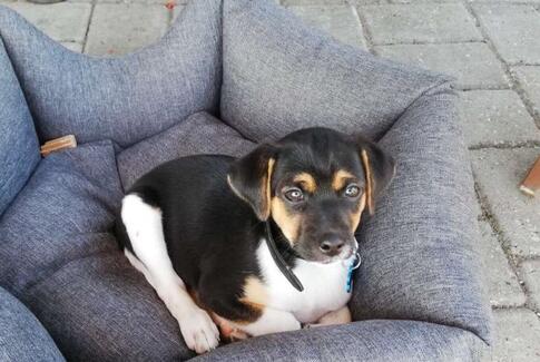 Efterlysning: Hundehvalp på 8 uger er løbet væk