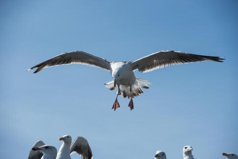 Kommunen fortsætter forsøget med at bekæmpe sølvmåger med krudt og kugler