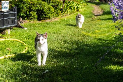 Havens dag hos Peter