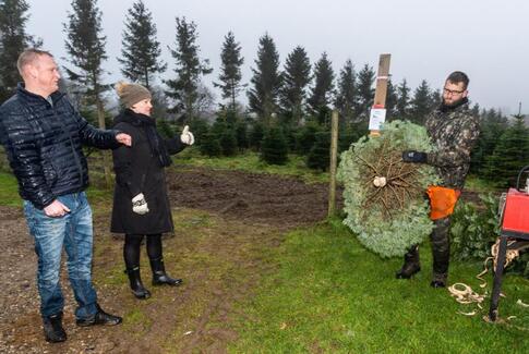 Fæld-selv-juletræer på Skovbakken