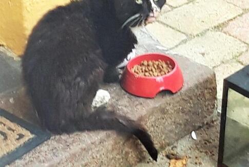 Efterlysning af ejer til kat i Østbirk