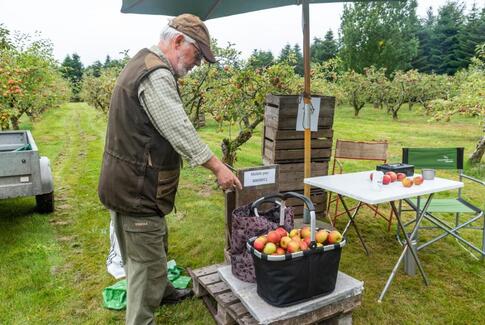 Masser af lækre æbler hos Karsten i Brigsted