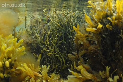 Foredrag i naturvidenskab: Er tang en del af løsningen?