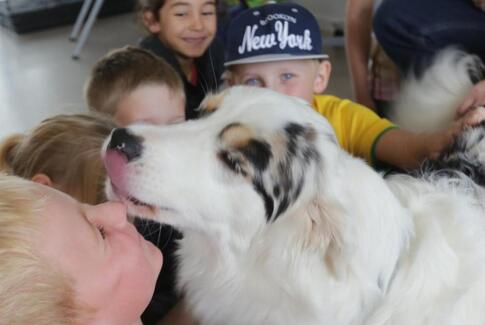 Hund øger indlæring