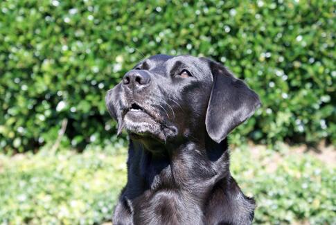 Hundefører i Kriminalforsorgen