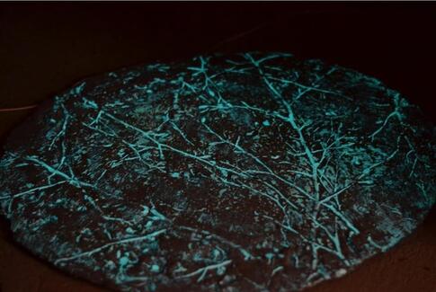 Lyskunst i Vitus Berings Park