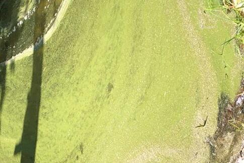 Advarsel: Undgå badning i Blidsø på grund af blågrønne alger