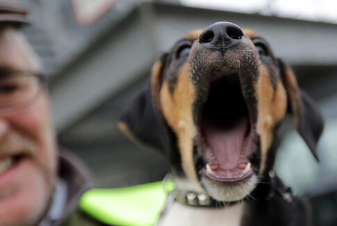 En hund efter rotter