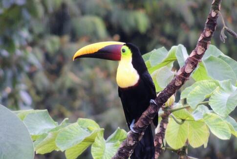 Costa Rica og Guatemala i ord og billeder