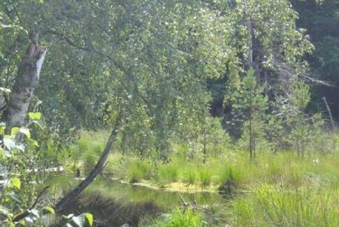 Folk ved for lidt om natur i deres egne baghaver
