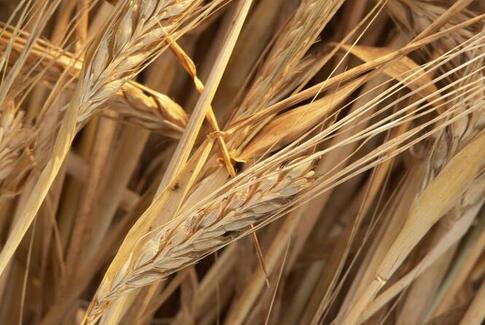 Glutenfri er ikke en magisk formel