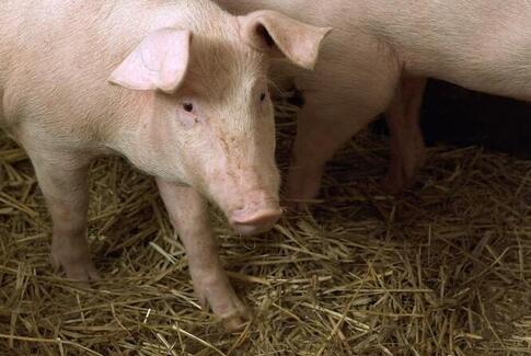 Svineproducenter har reduceret antibiotikaforbrug markant