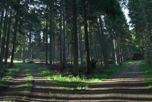 Opfordrer seniorer til gåture