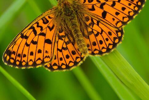 Fremtidens natur – hvordan bliver den?