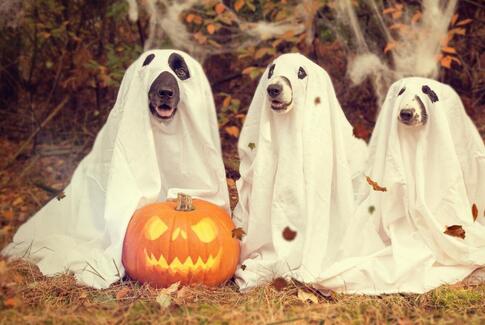 Må vi se dine Halloween-fotos?