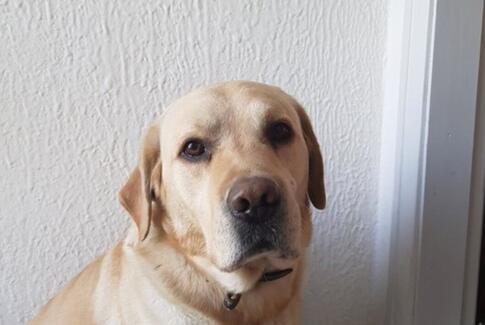 Hjælp os med at finde hunden Max