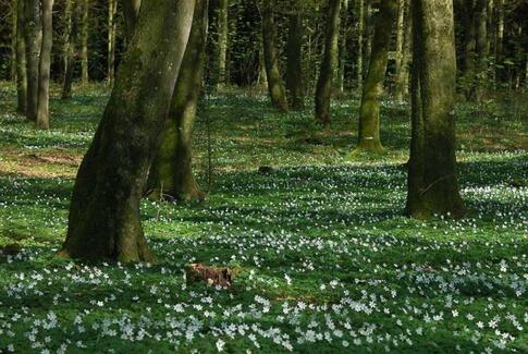 Danmarks Naturfredningsforening inviterer på Anemonetur til Yding Skov