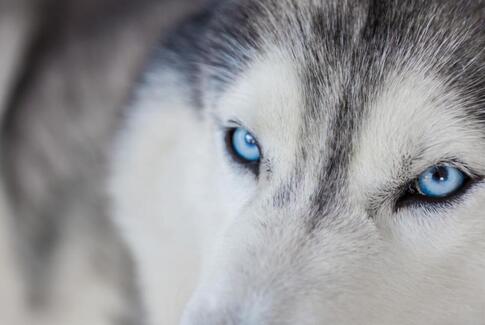 Fremlysning af Siberian Husky