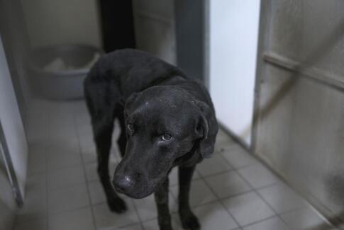 26 hunde i ny, stor hundesag i Østjylland