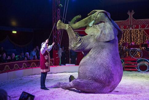 Danmarks nye og familievenlige Cirkus Trapez besøger Østbirk og Brædstrup