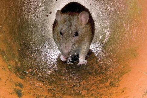 Med frosten kommer rotterne