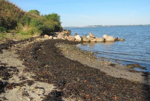 Gedved: Bliv klogere på Horsens Fjord